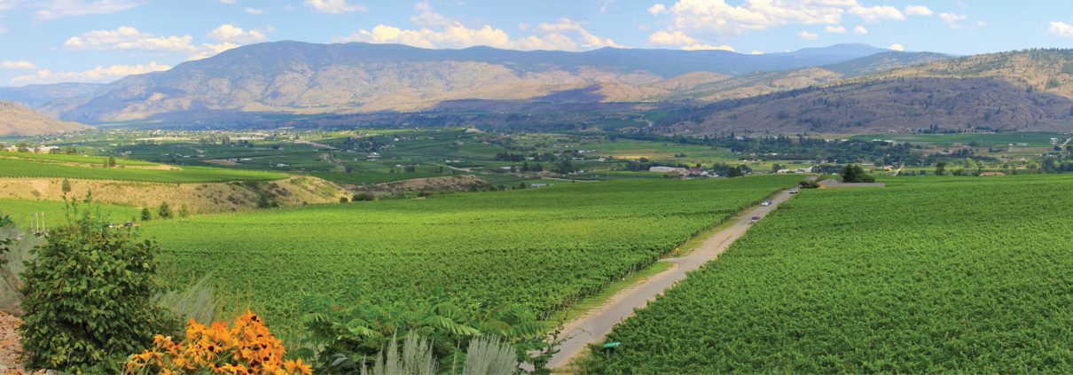 Golden Mile Bench vineyard views