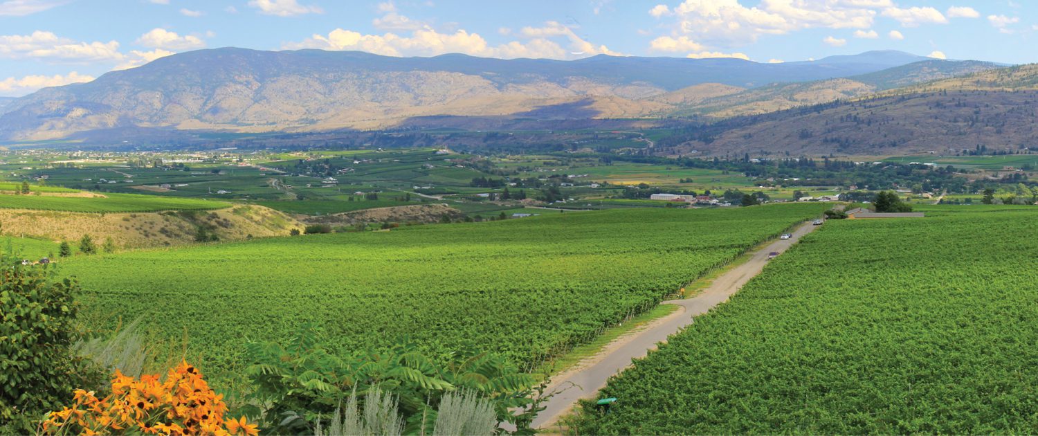 Golden Mile Bench vineyard views