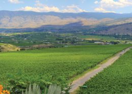 Golden Mile Bench vineyard views