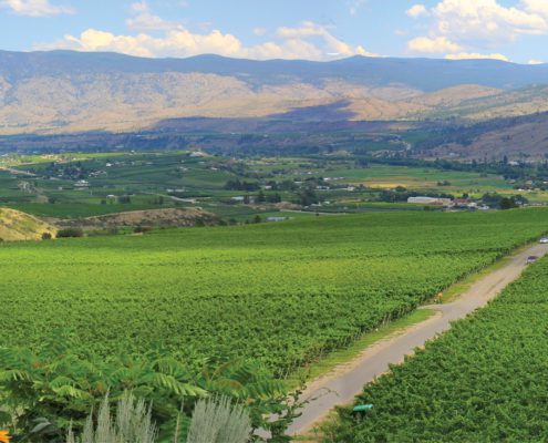 Golden Mile Bench vineyard views