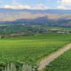 Golden Mile Bench vineyard views