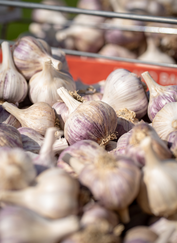 Harvest-Fest-Garlic Garlic Festival | Harvest Festival at Hester Creek